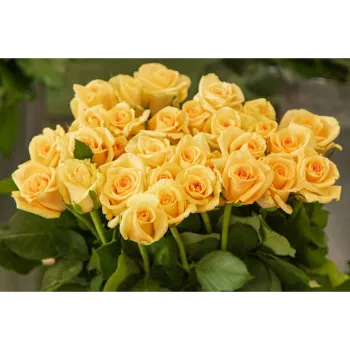 Yellow Rose Plant